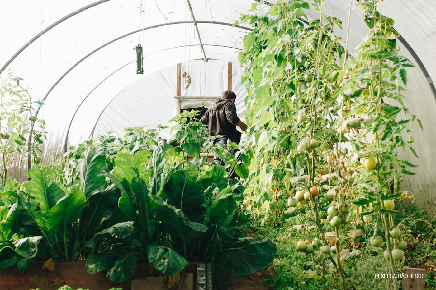 Greenhouse gardening