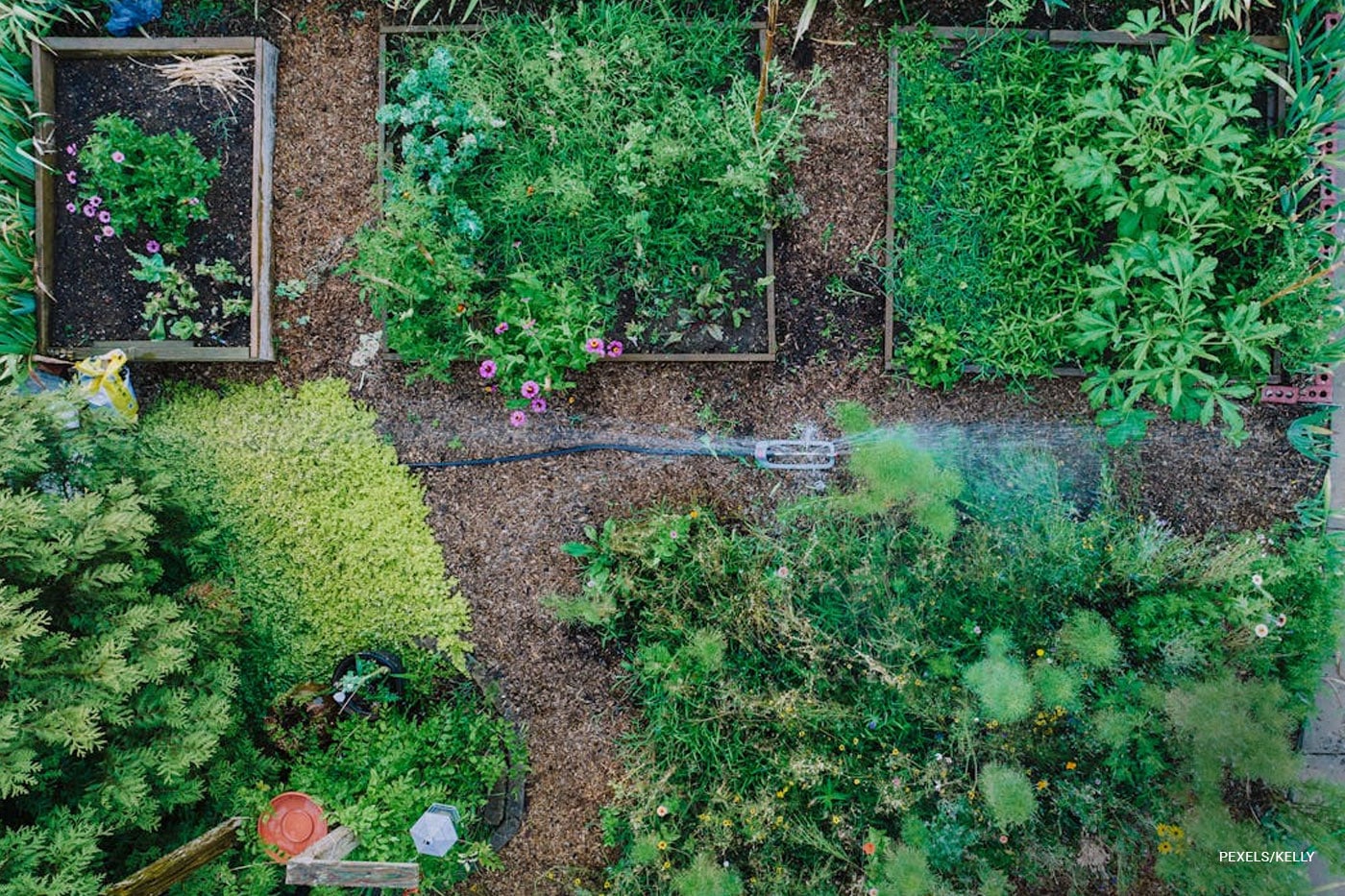 top view of raised bed garden
