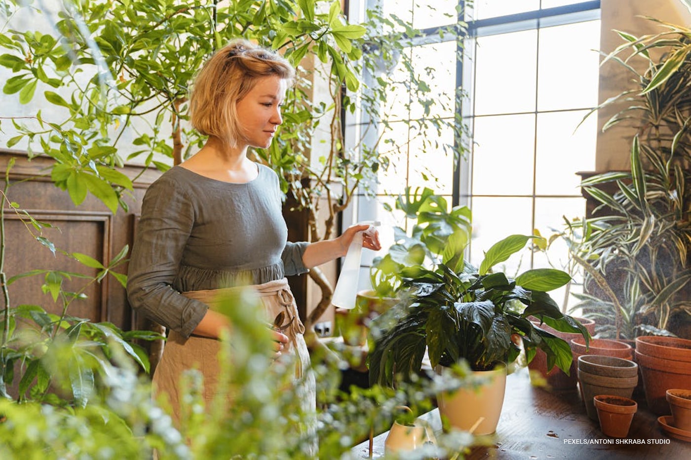 Woman spraying water to the indoor plants