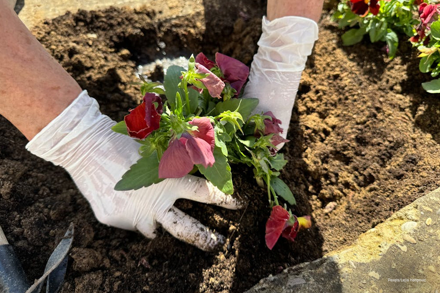 man planting flowers