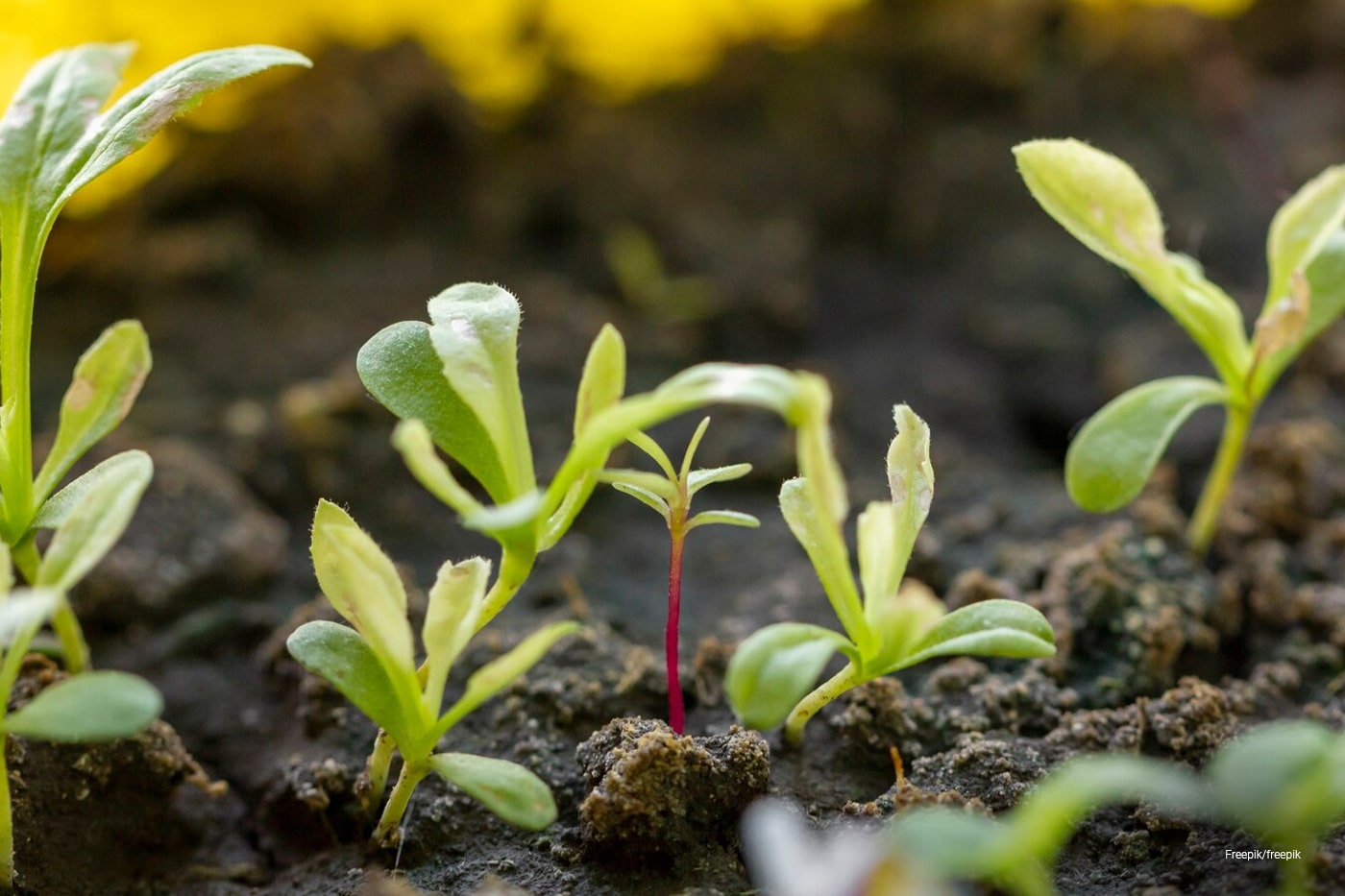 sprouting plants