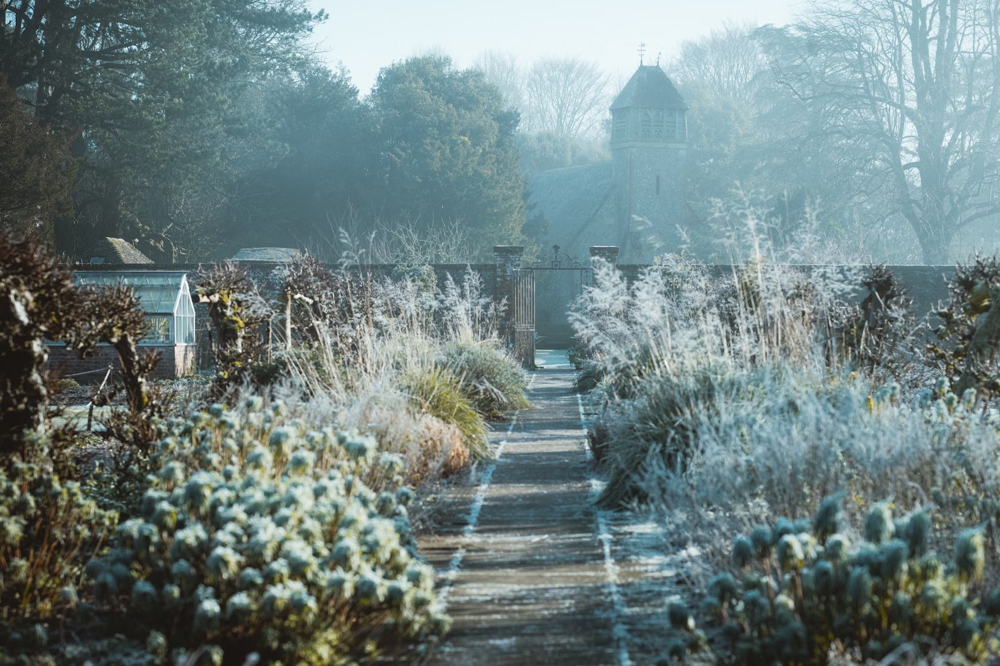 freezing plants of backyard garden