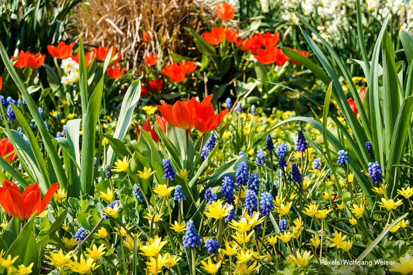  colorful display of blooming red tulips and grape hyacinths in a vibrant spring garden