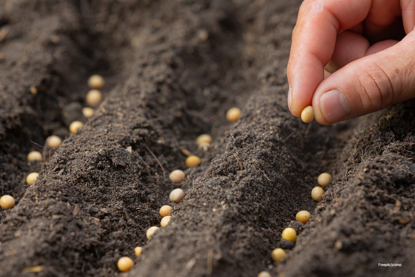 Planting seeds