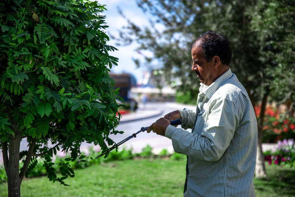 Shrub Pruning Dos and Don’ts and Using the Right Garden Tool – ECOgardener