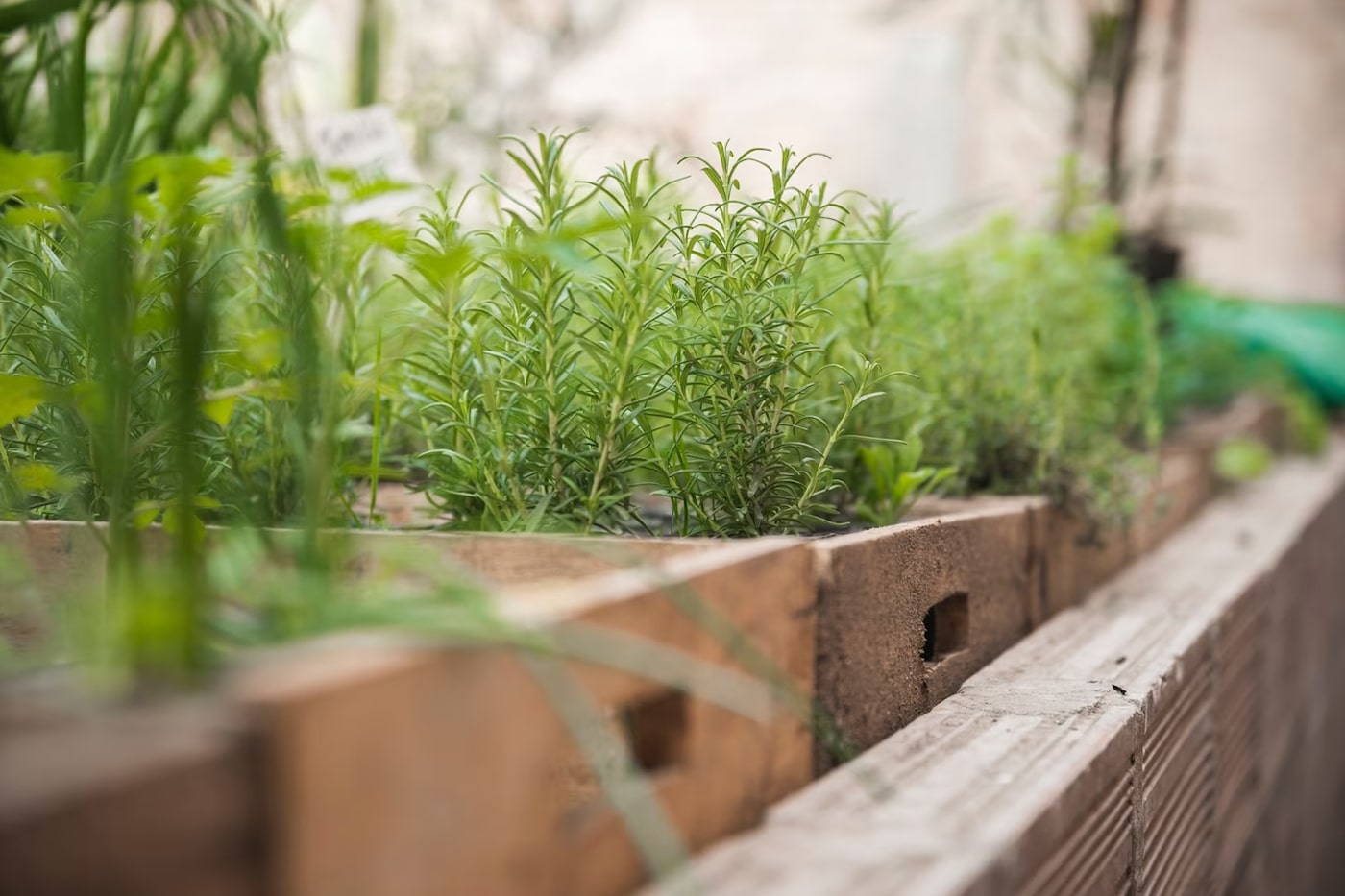 herb garden and raised bed