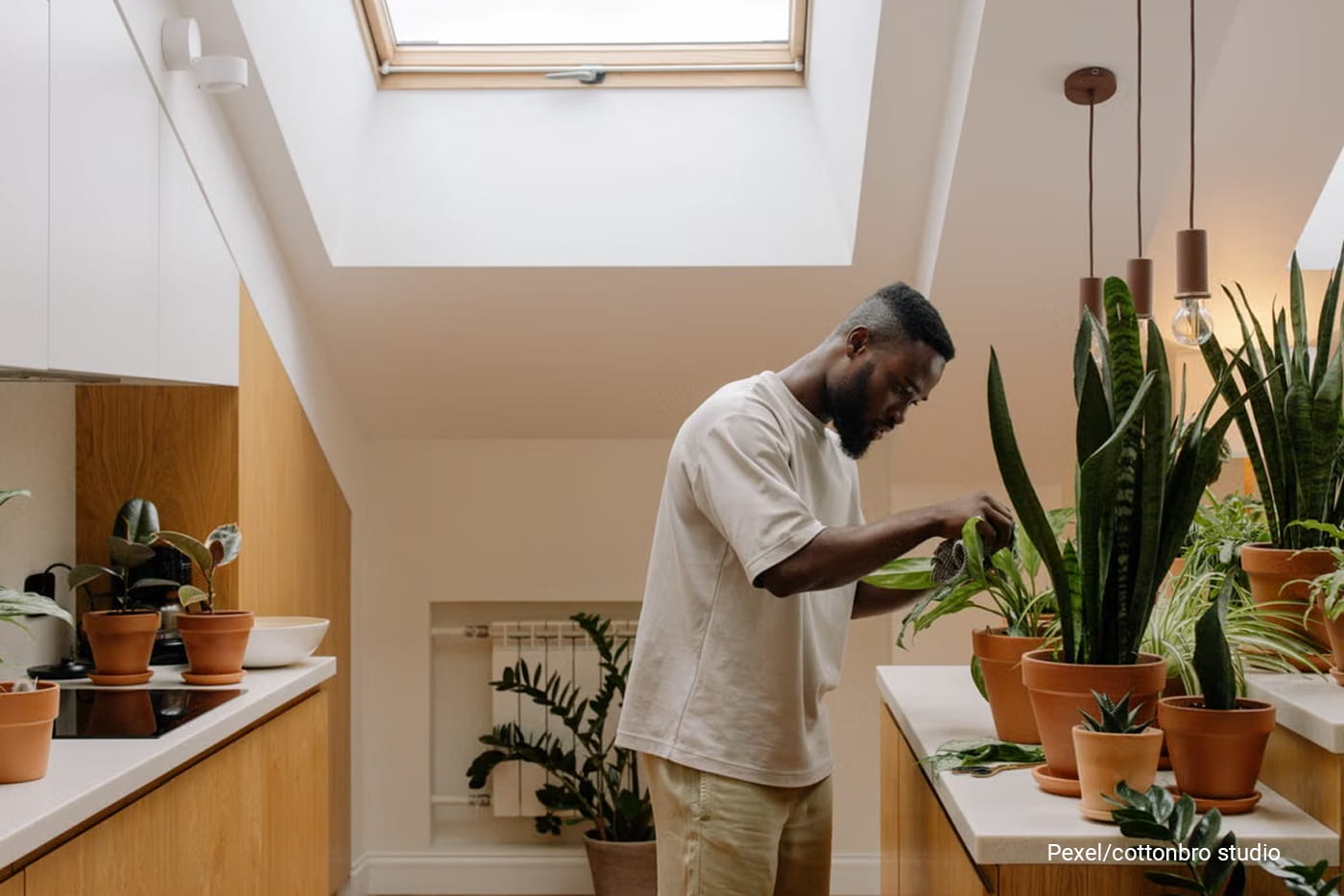 an tending to indoor plants in a modern kitchen under skylight