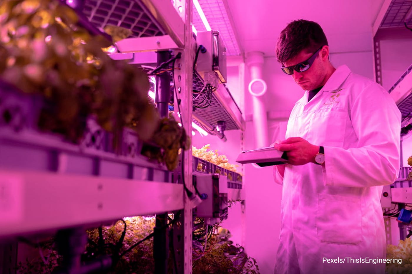 man holding tab inside lettuce farm