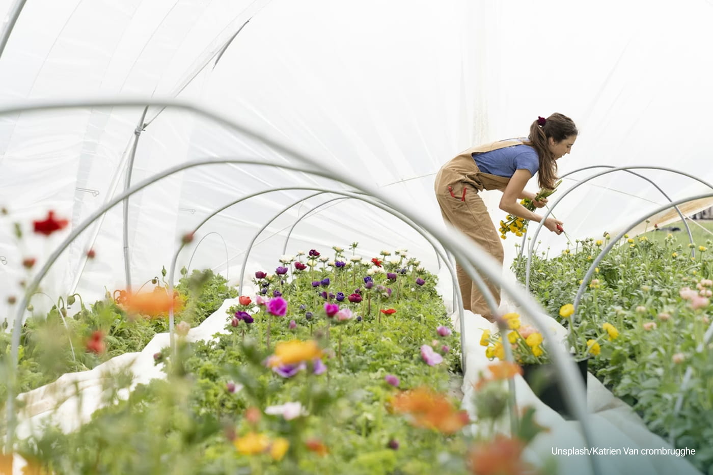 woman harvesting flowers inside in the greenhouse