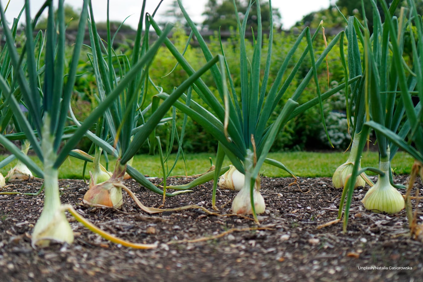 Onion garden 