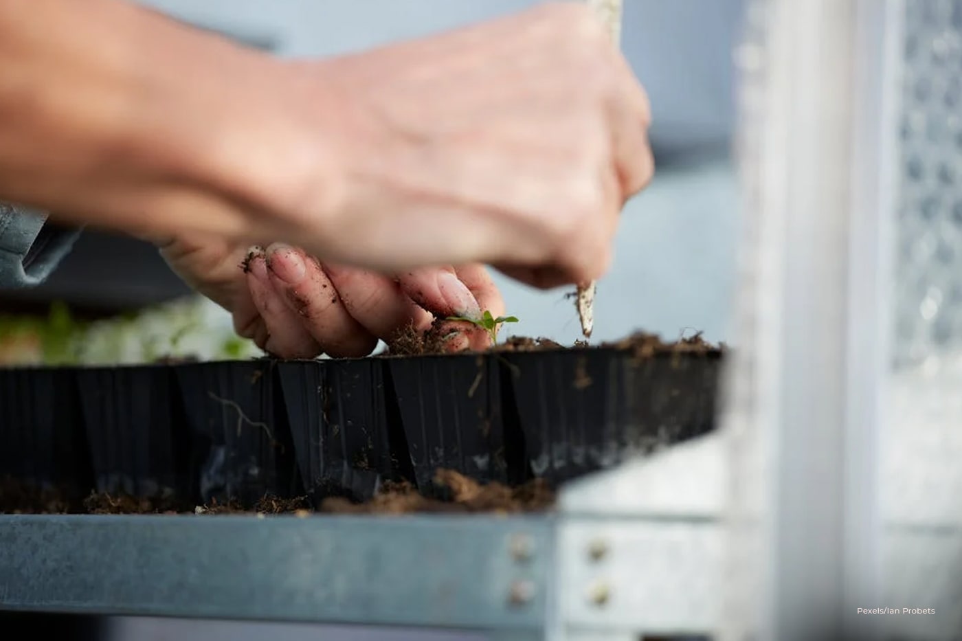 Starting Seeds Indoors in February: A Head Start on the Growing Season
