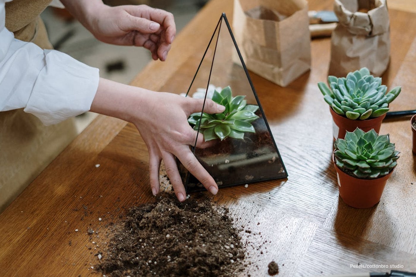 woman planting on a triangle glass