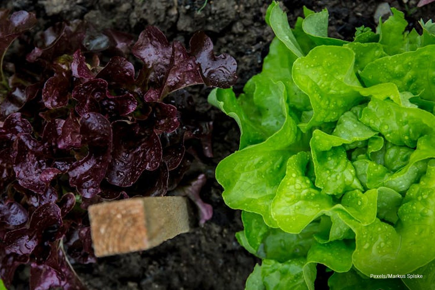 top view of lettuce