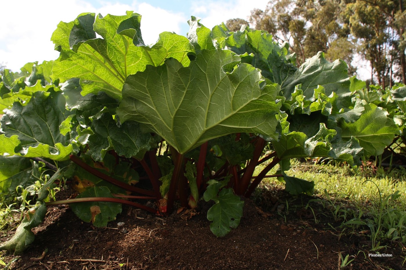 vegetable garden