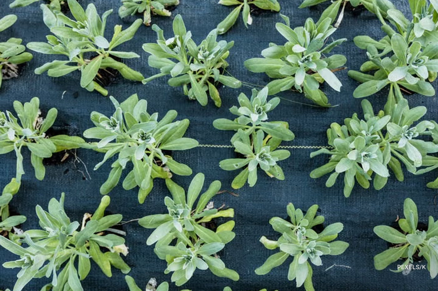 Aerial view of green succulent plants growing on a textured fabric background