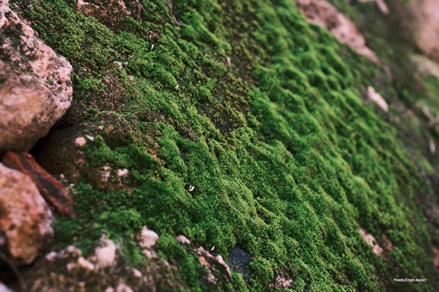 moss on rock