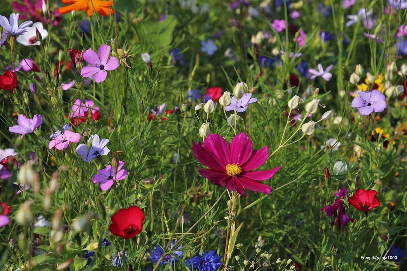 flower garden
