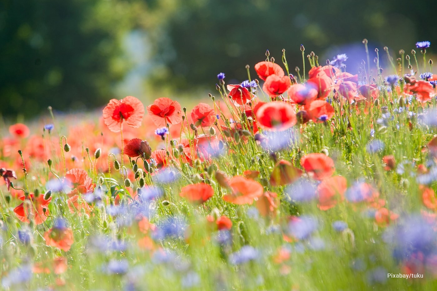 flower plant fields