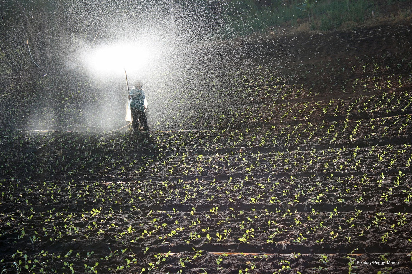 Soil fertilizers