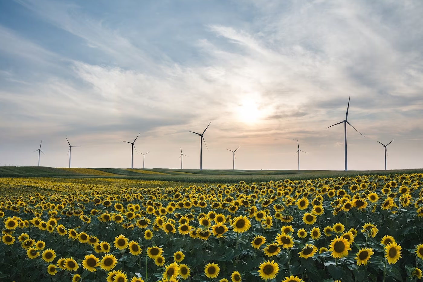 sunflower and wind turbines