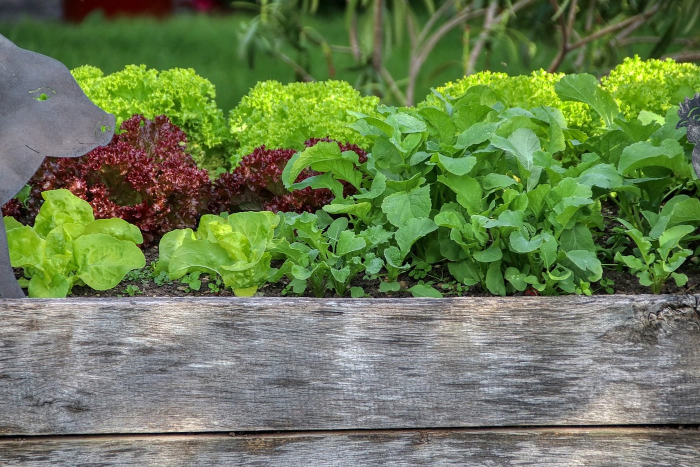lettuce grows in raised bed planters