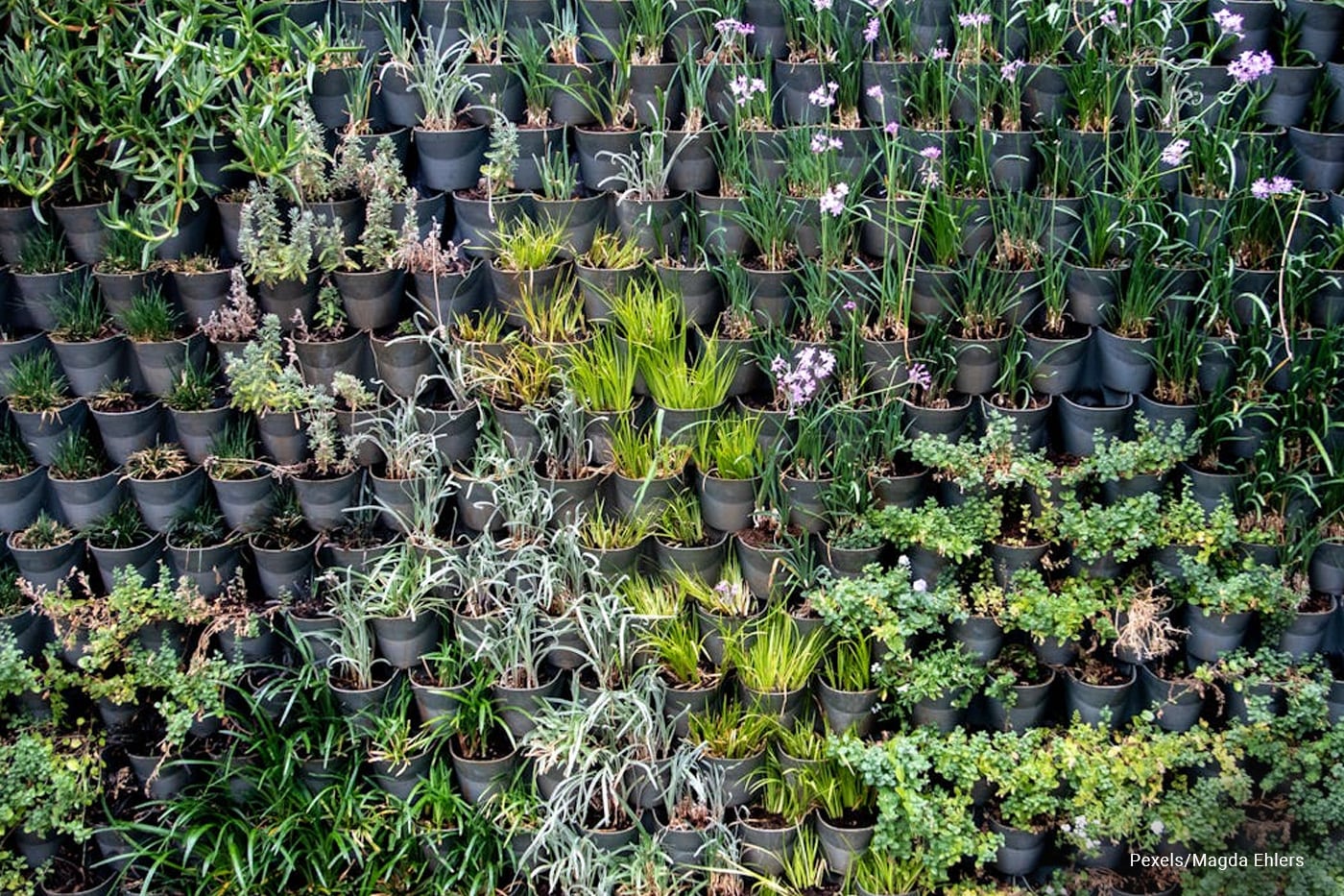 potted plants vertical garden