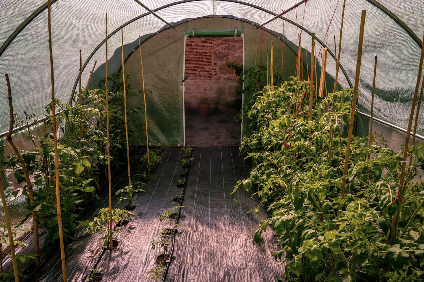 greenhouse with landscape fabric