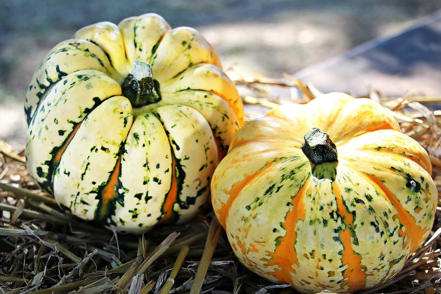 Tips for Growing Pumpkins at Home—for the Halloween!