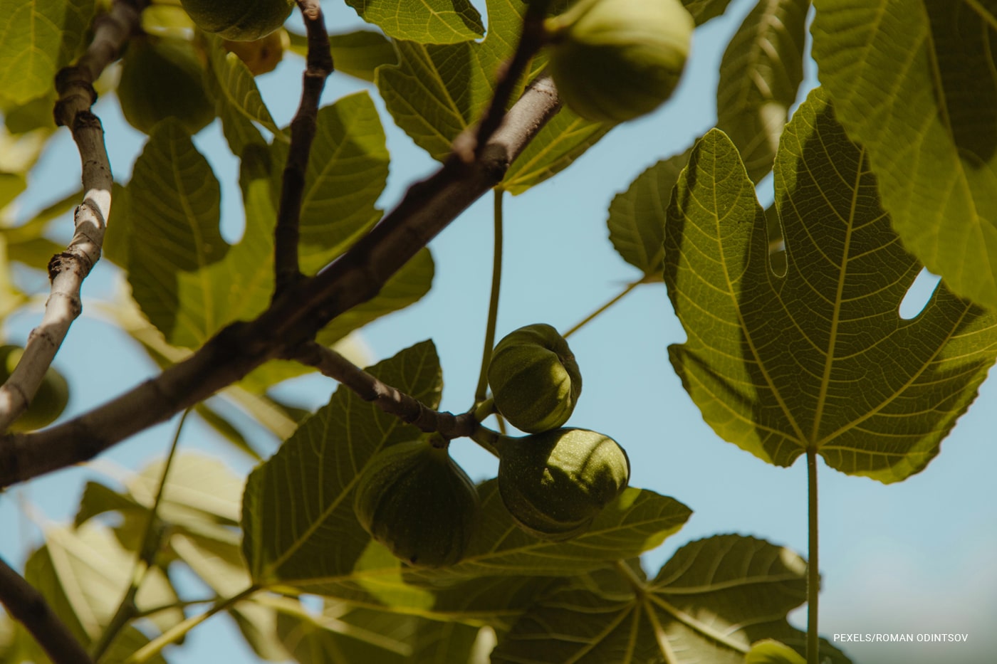 fig tree