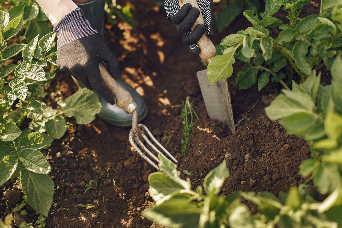 gardener use small shovel and rake