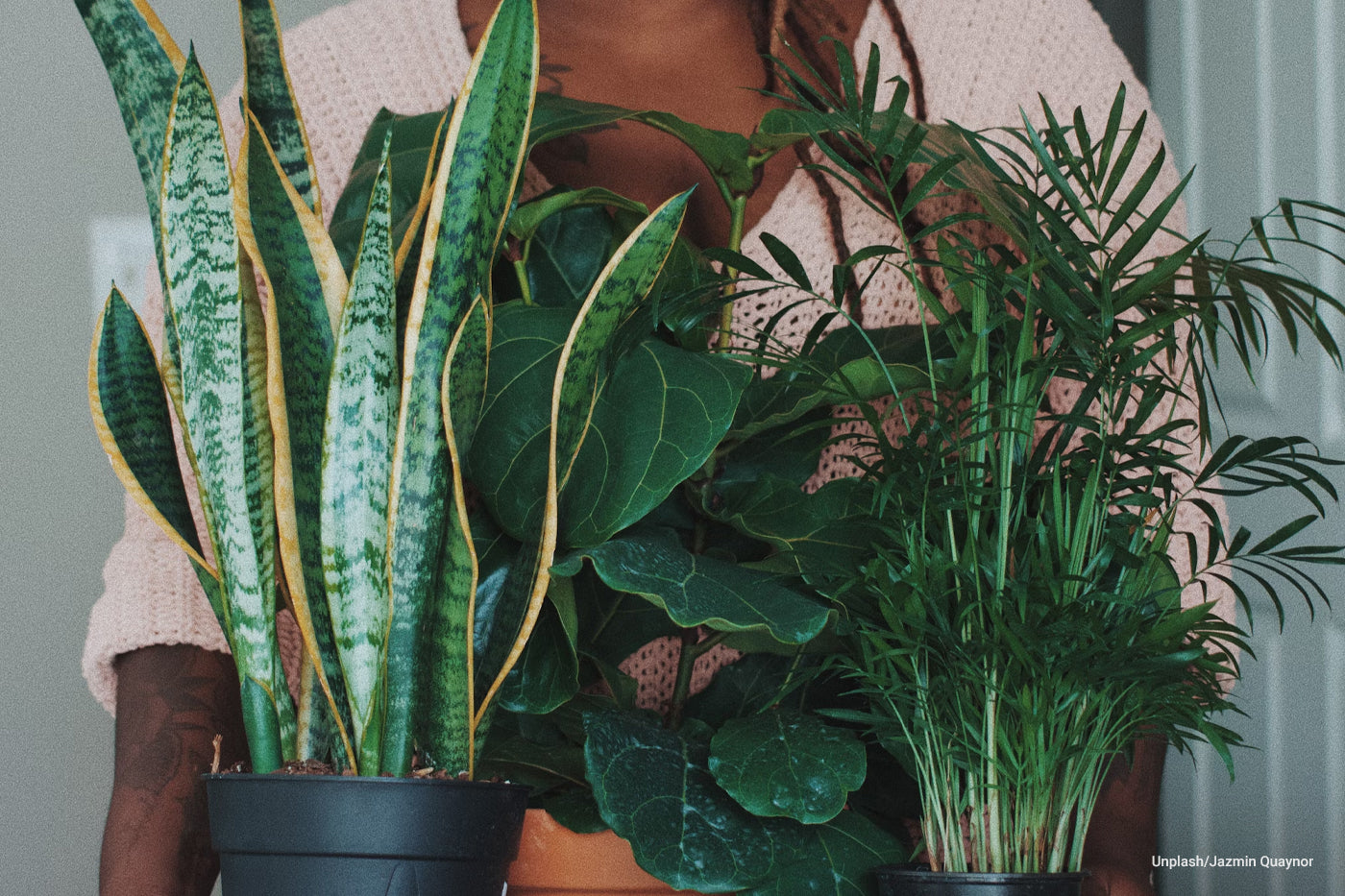 woman holding bunch of indoor plants
