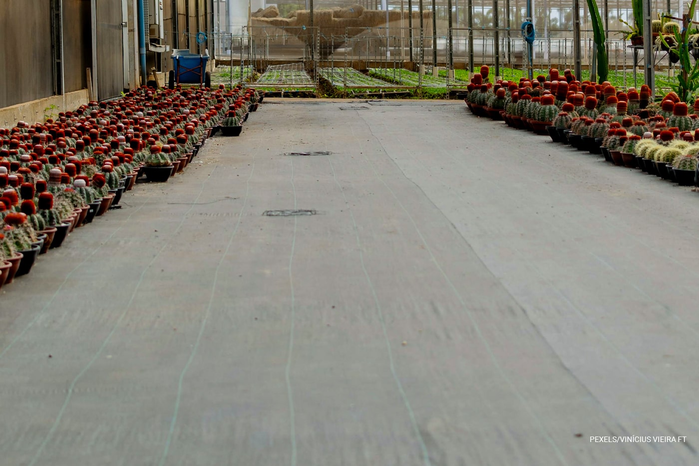 nursery plants with landscape fabric laying