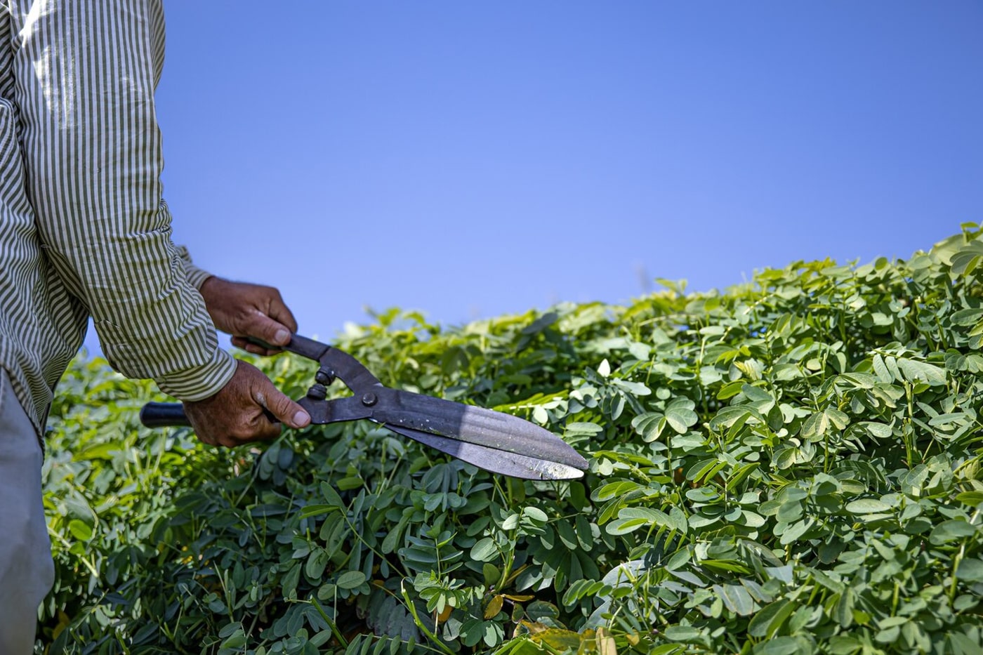 Trimming and cutting bushes