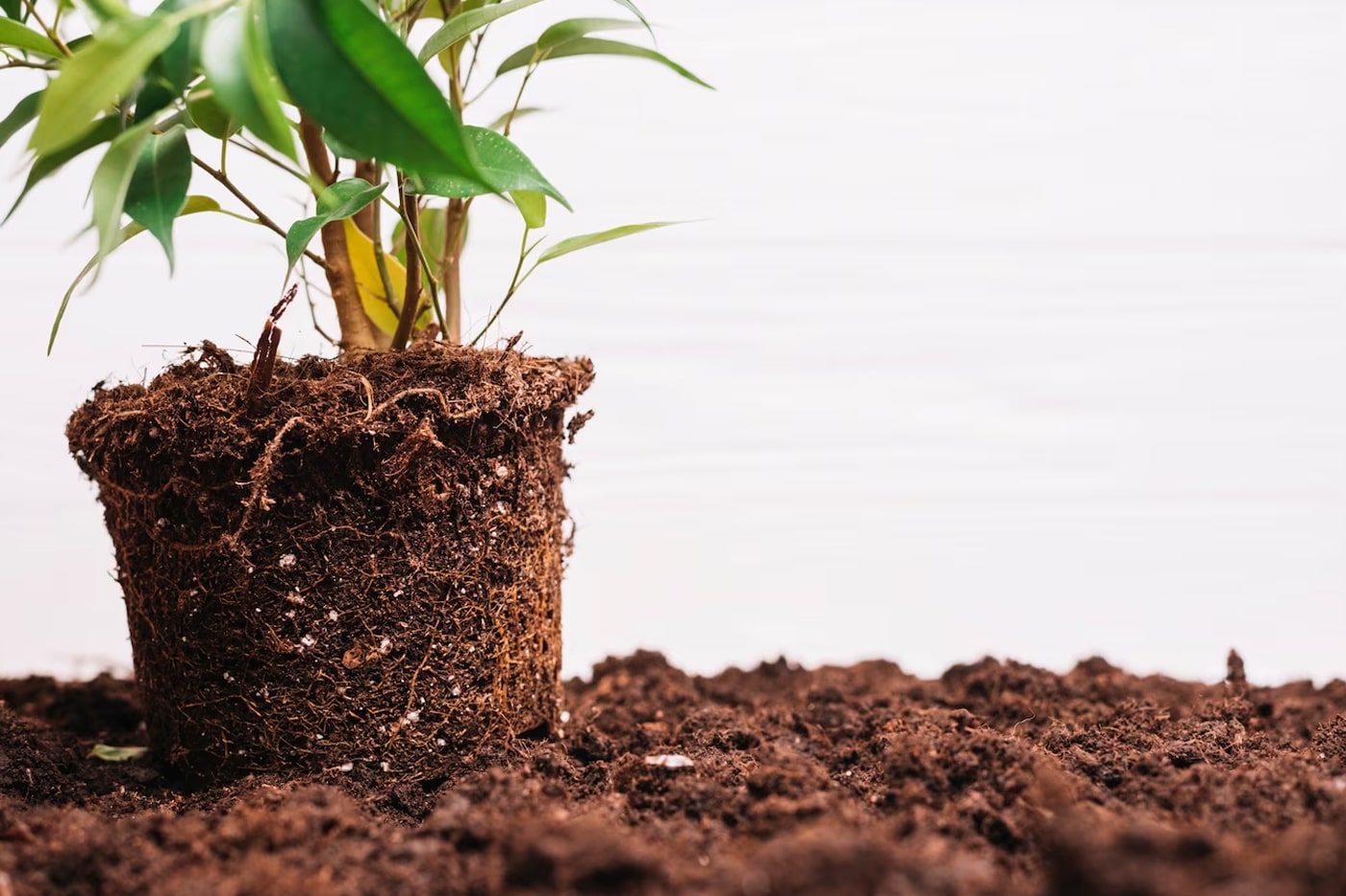 plants with exposed roots 