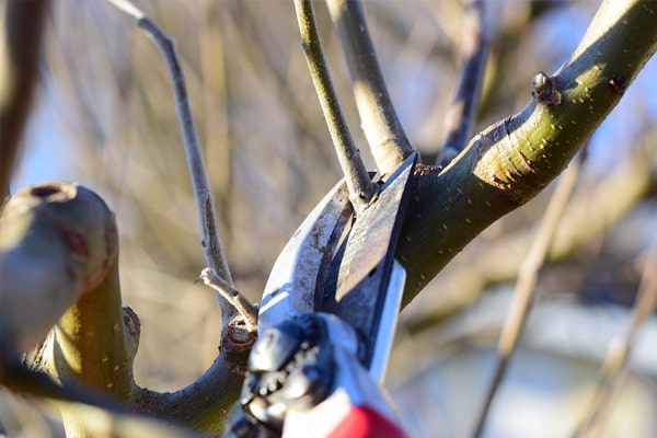 Winter vs Summer Pruning: What’s the Difference?