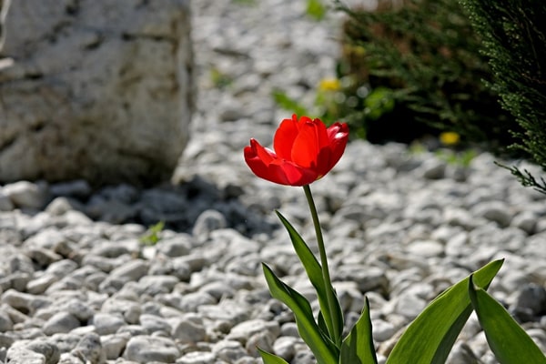 tulip on a rock garden