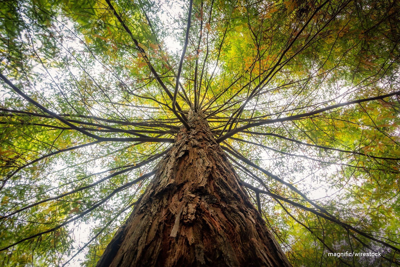Why Healthy Trees Matter for Pest Prevention: Tree Health Tips to Prevent Insects and Disease