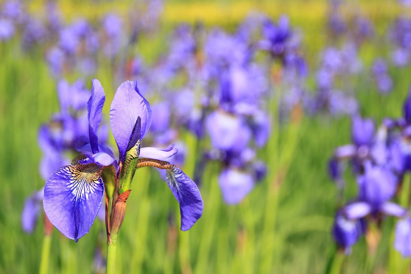 native plant crested iris