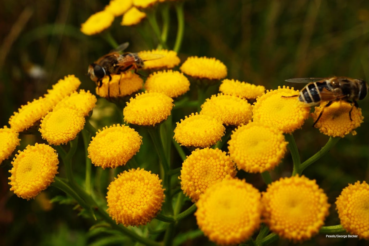 yellow flowers with bees
