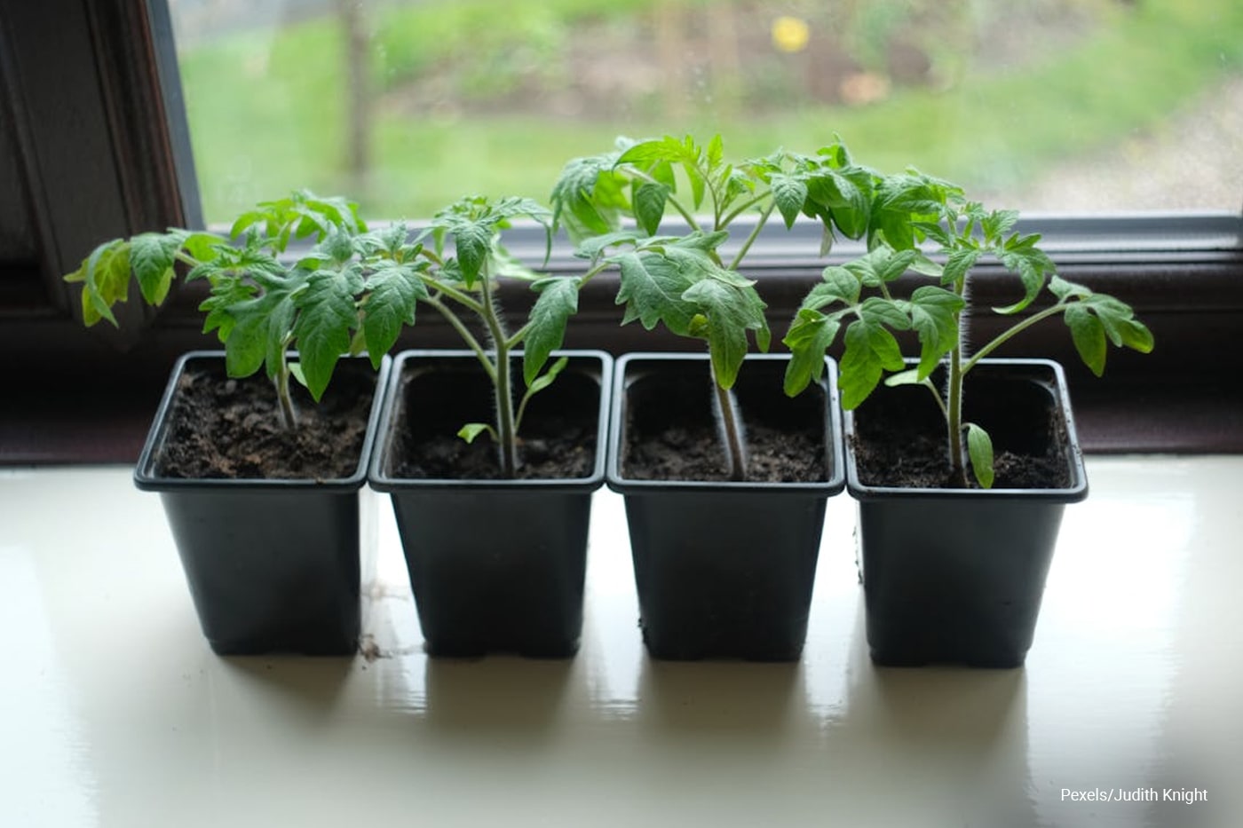 Windowsill Gardening: Herbs and Greens Right at Your Fingertips