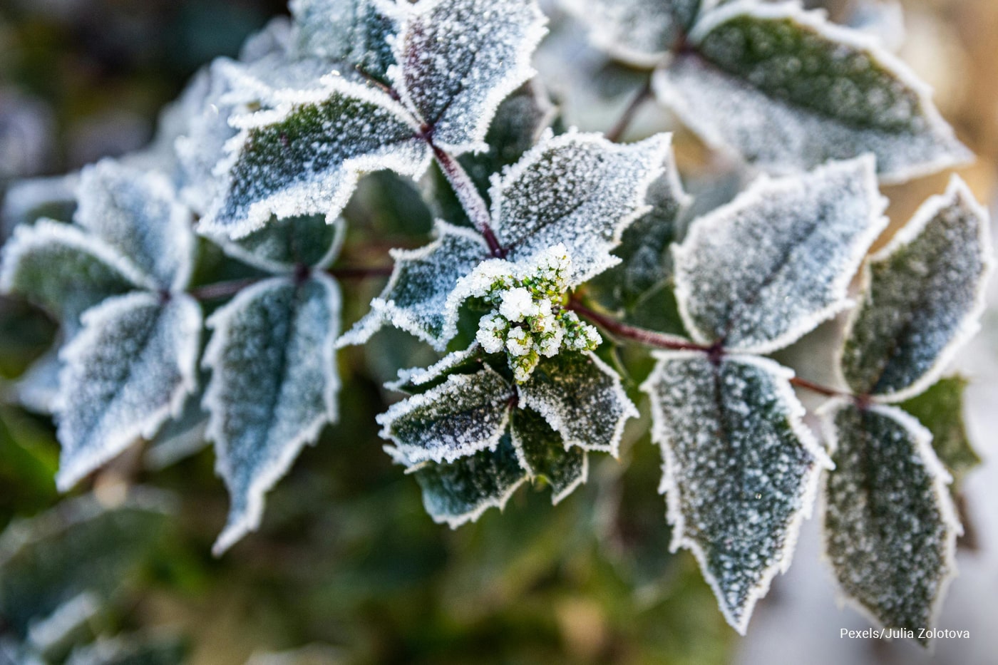 froze plants