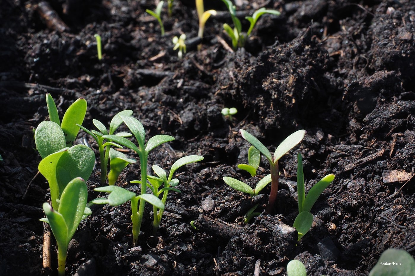 sprouting plants