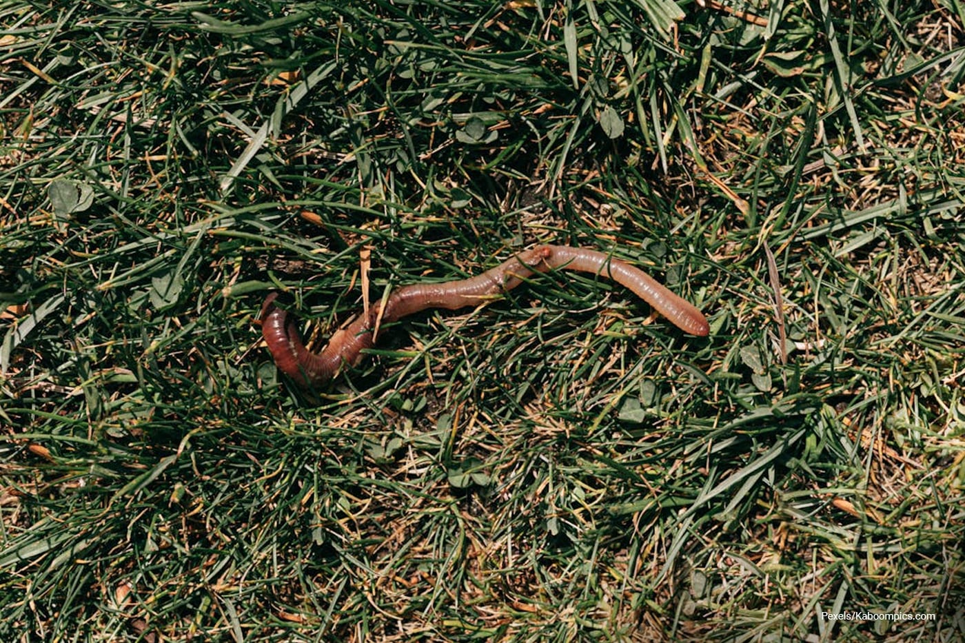 earthworm
