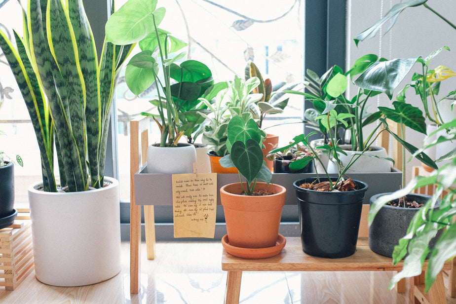 Apartment Gardening: A Guide to Growing in Small Spaces – ECOgardener