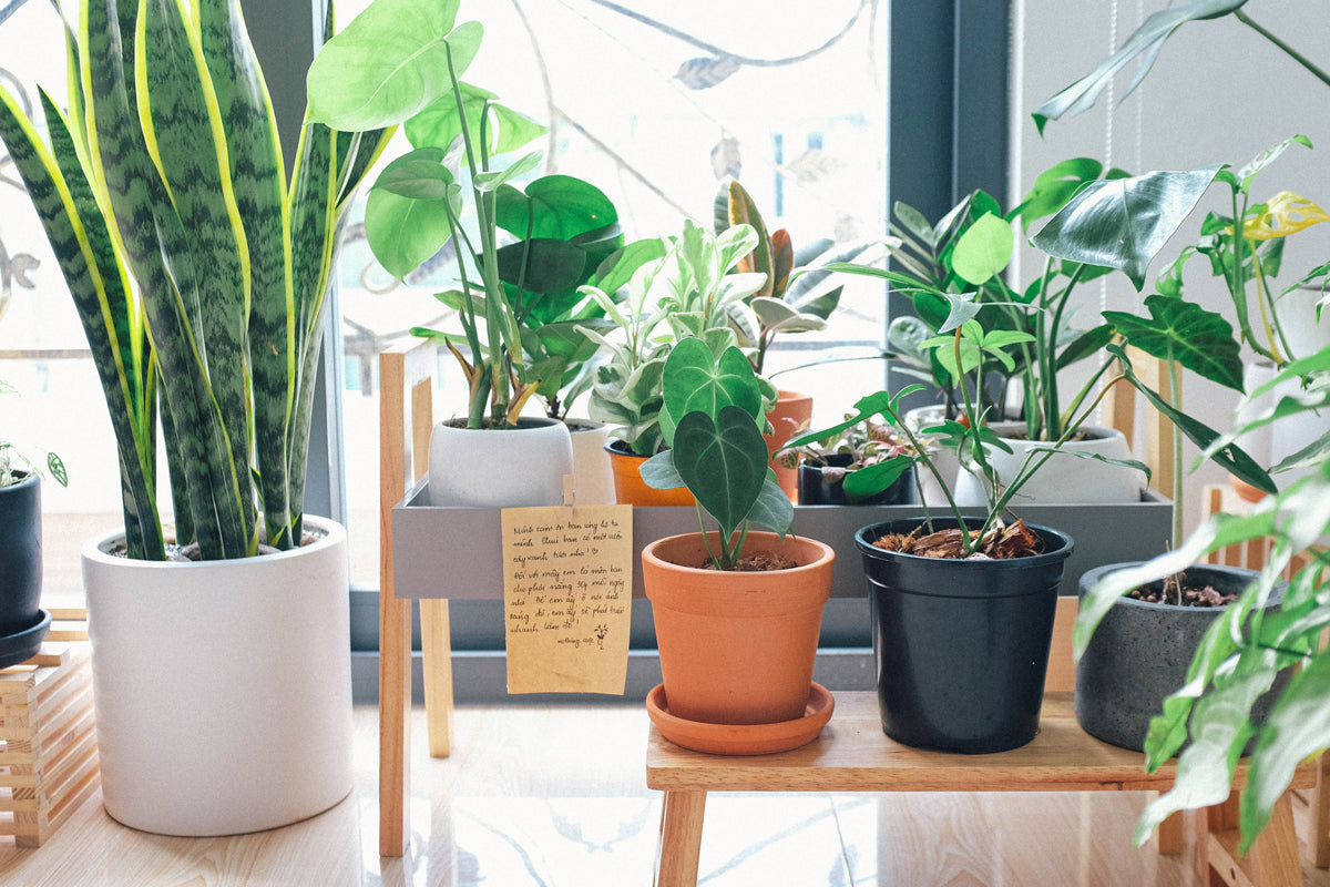 Plants inside apartment