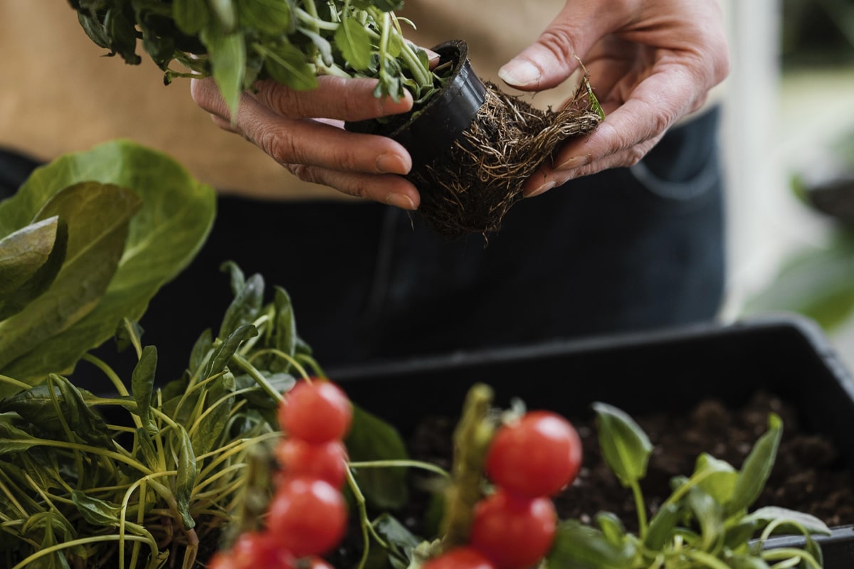 A person planting vegetable