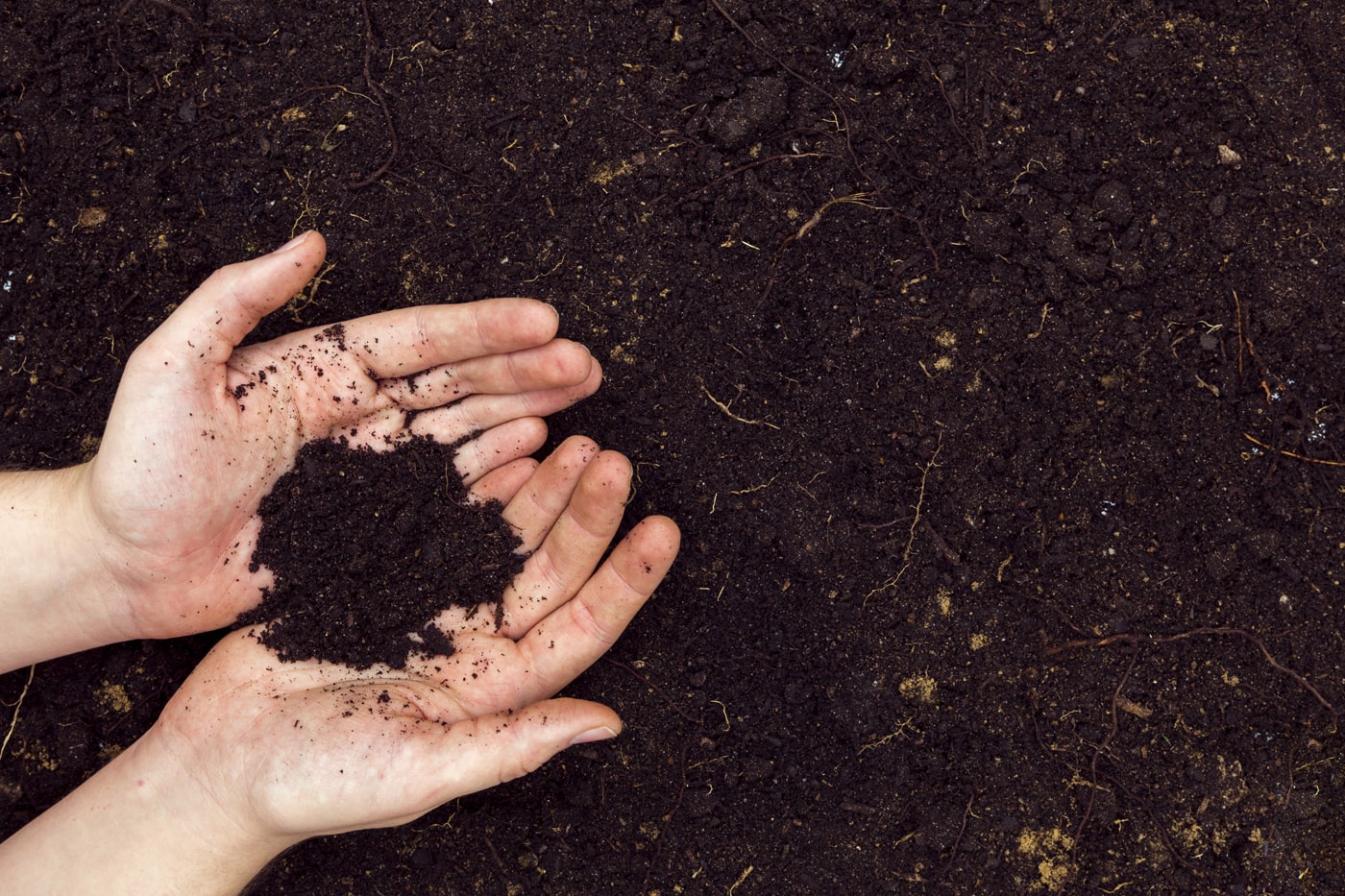 Hands layed flat with a soil on top of the palm