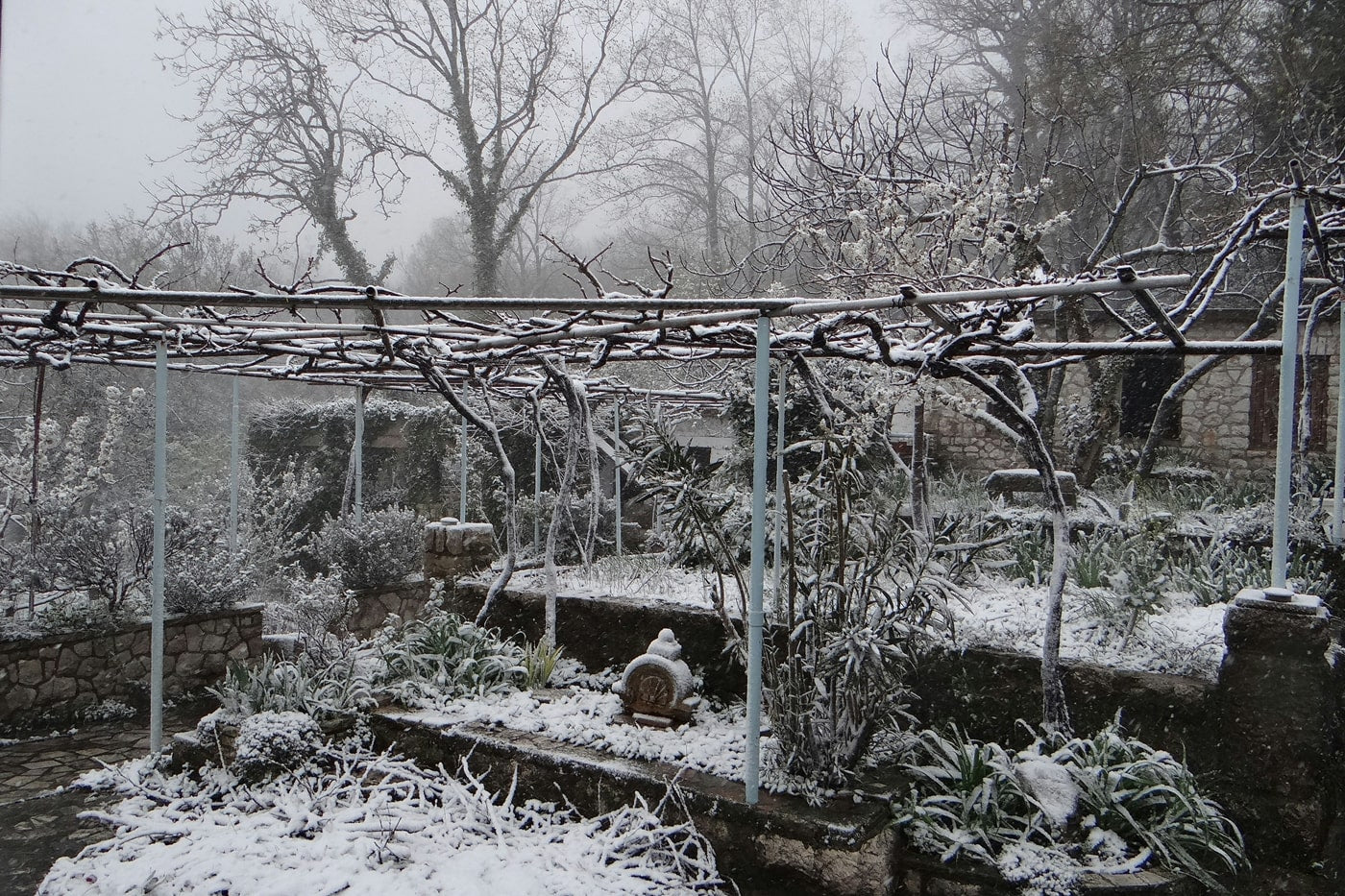 A frozen garden