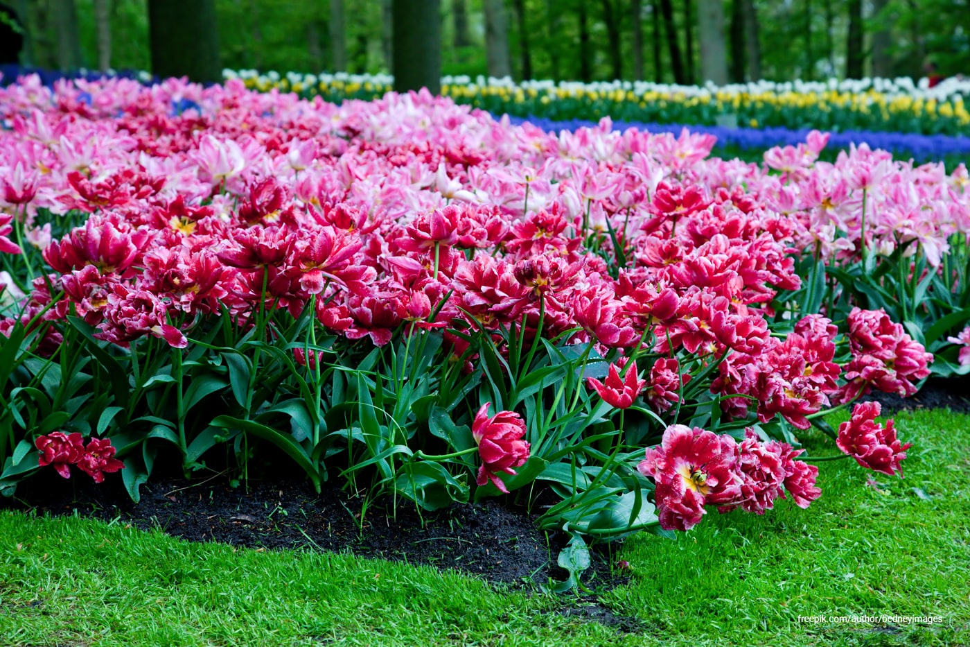 A garden full of pink flowers