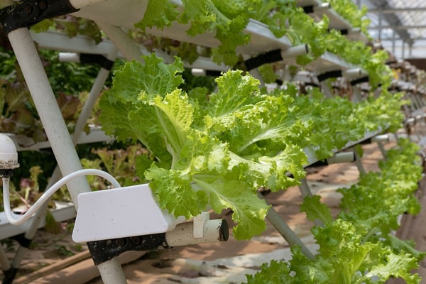 A greenhouse hydroponic garden